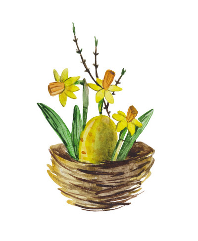 黄水仙花在巢里