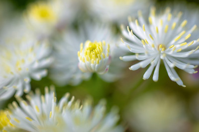 特写的白花Thalictrum