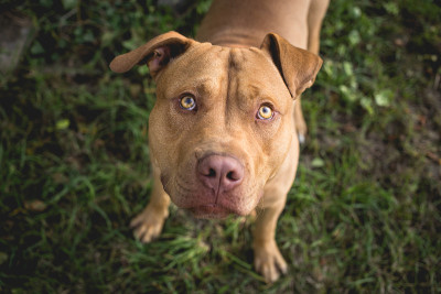 黄梗犬抬头