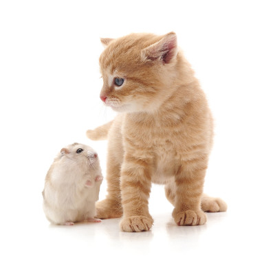 小猫和仓鼠。