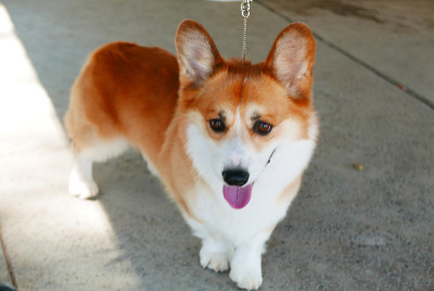 彭布罗克威尔士科基犬