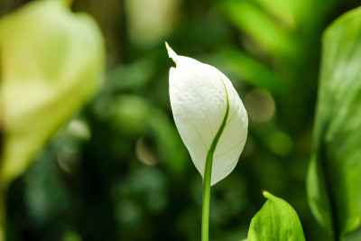 红掌的花是白色的