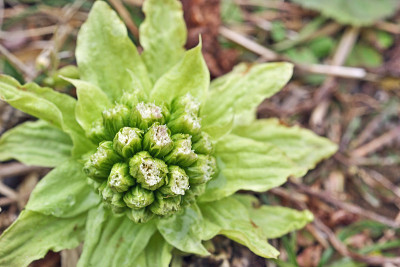 Petasites japonicus
