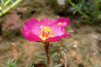 花