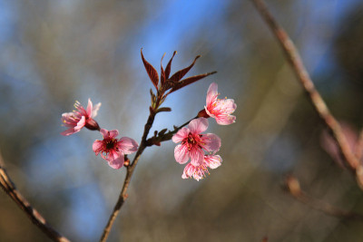 桃花-桃(Prunus persica)