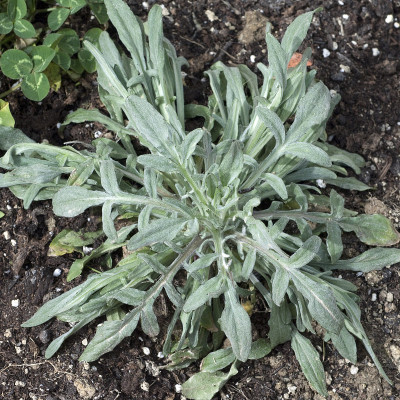 浅;矢车菊属;cyanus;幼苗