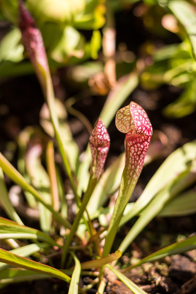肉食性植物Sarracenia 'scarlet belle'