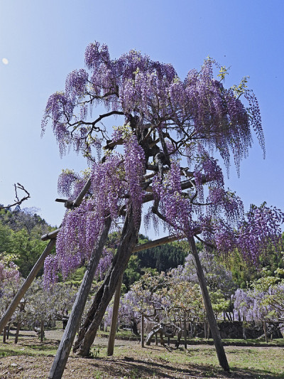 紫藤花