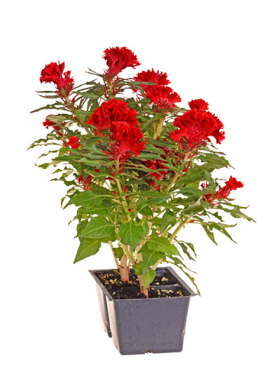 红花天青花(鸡冠花)幼苗准备移植