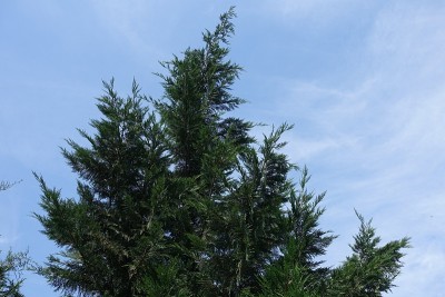 蓝色天空下的劳森柏树王冠