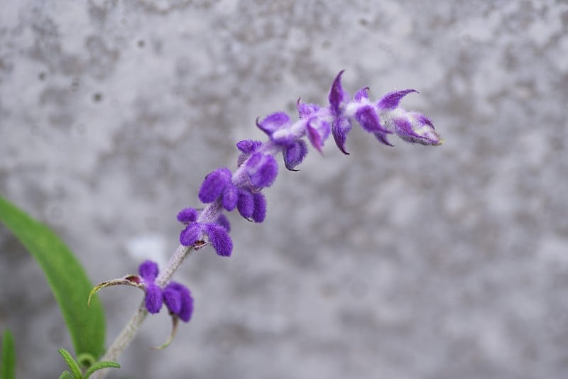 紫水晶鼠尾草花。