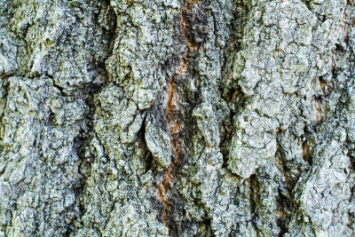 Quercus serrata