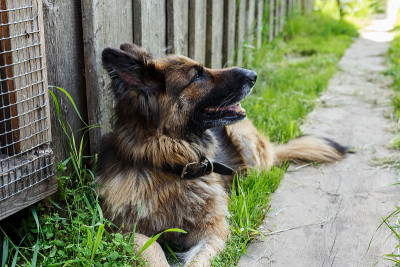 德国牧羊犬