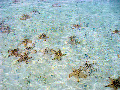一群海星