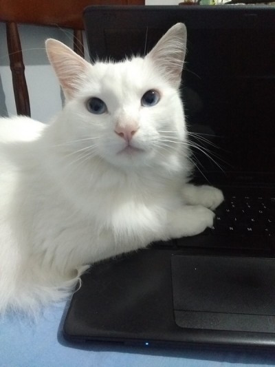 土耳其安哥拉猫