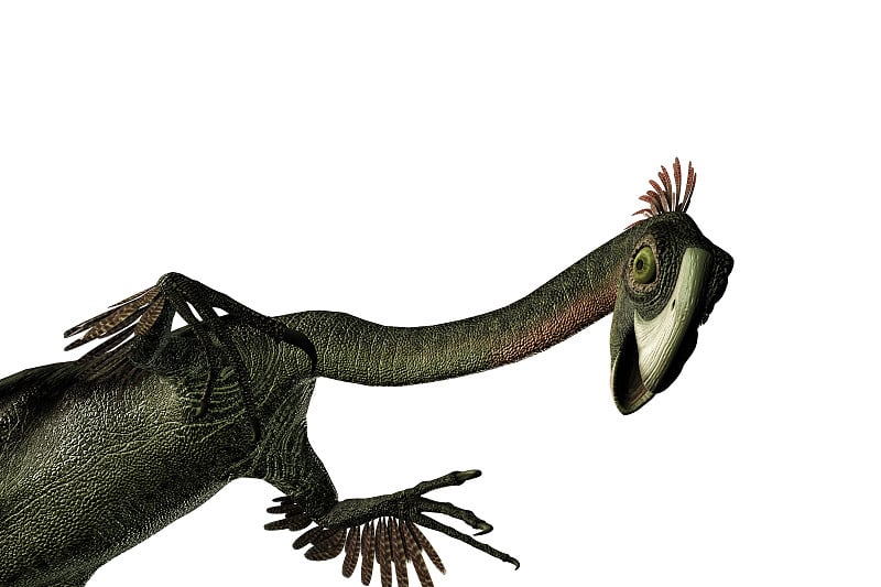 Gigantoraptor