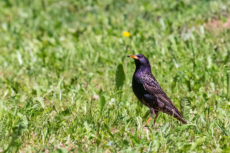 普通椋鸟或欧洲椋鸟(Sturnus vulgaris)，在大不列颠和爱尔兰也被简称为椋鸟，是椋鸟科中