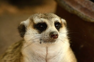 猫鼬 (Suricata suricatta)