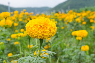 金盏花