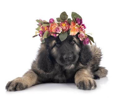 小狗Leonberger