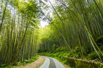 竹林之间的小路