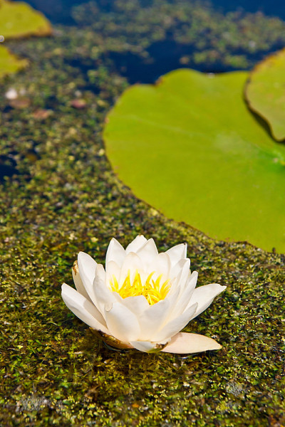 水上漂浮着白色百合，背景是浮萍