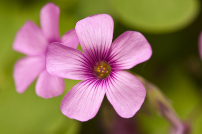 酢浆草(Oxalis corniculata)