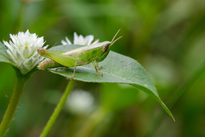 绿色叶子上的绿色蝗虫的形象。昆虫的动物。(Caelifera。Acrididae)