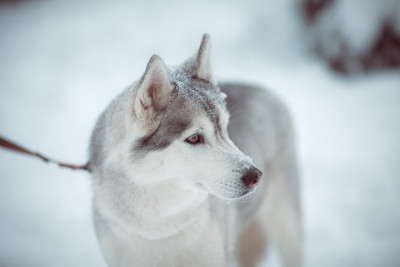 西伯利亚雪橇犬