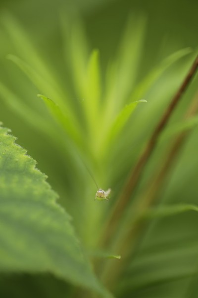 昆虫中的绿草