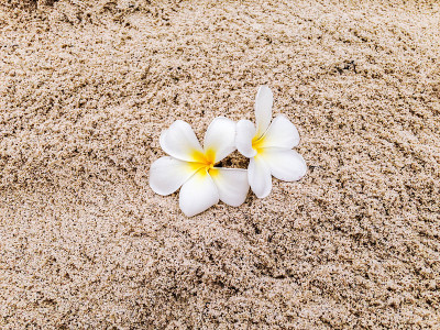 Tiaré沙滩上的花