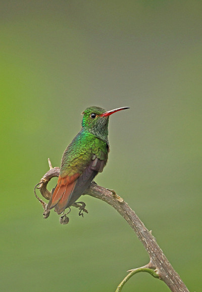 Rufous-tailed蜂鸟
