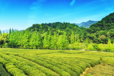 杭州茶园，西湖，龙井