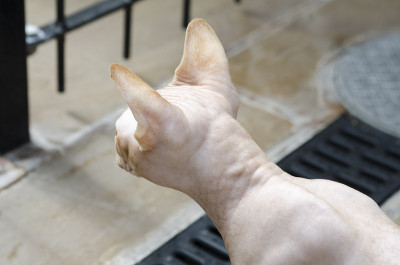 血统Sphynx猫