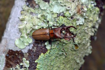 甲壳虫。男(Cyclommatus asahinai)