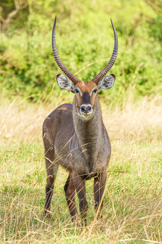 雄性defassa waterbuck (Kobus ellipsiprymnus defassa)