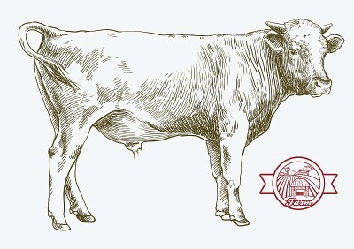breeding cow. animal husbandry. livestock illustra