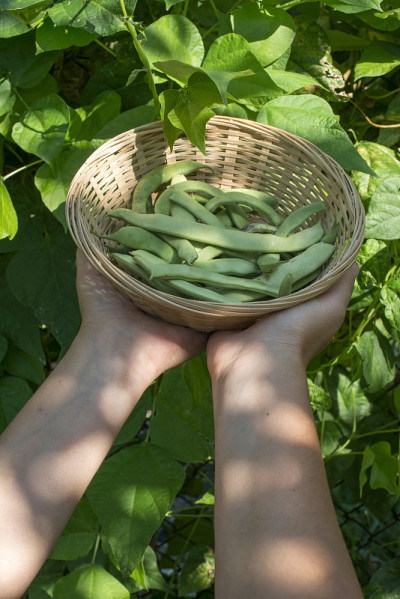 菜豆