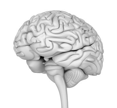 人脑三维模型。医用精准3D插图