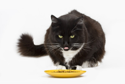 猫和他的食物