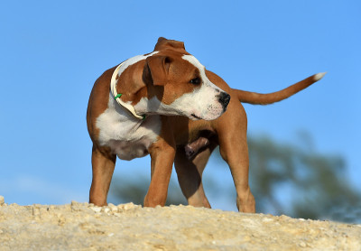 一只幼小的斗牛犬