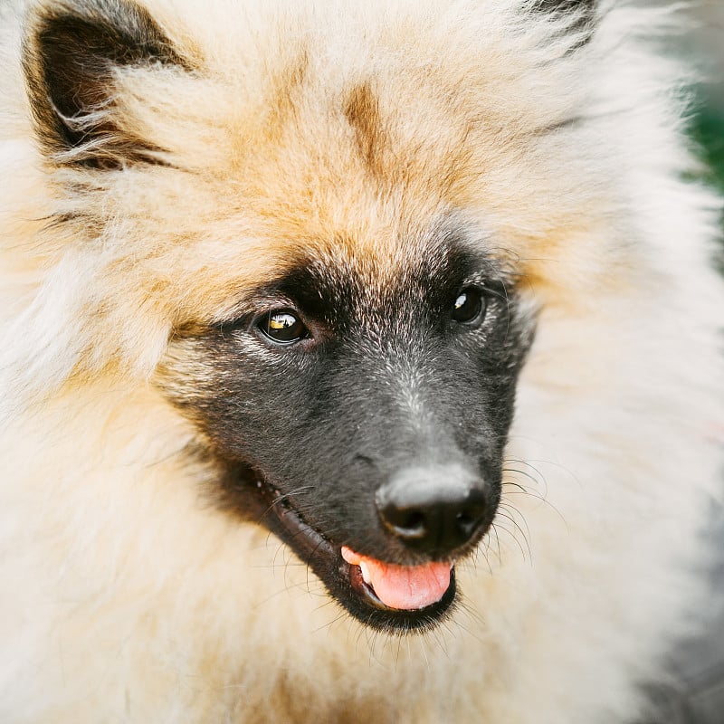 灰基犬，基猎犬，基猎犬(德国斯皮兹)狼犬