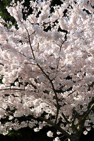 花云