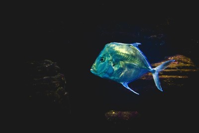 海洋生物