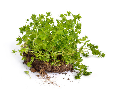 Veronica agrestis)工厂。在白色背景上隔离
