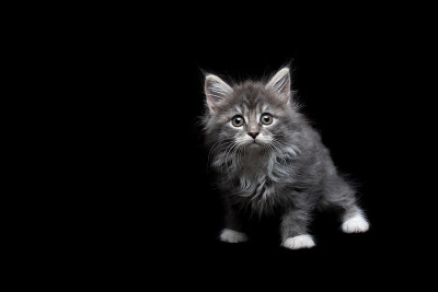 小猫影棚拍摄