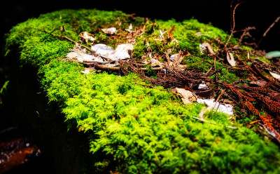 青苔鲜绿