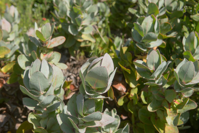 一种阔叶的灰绿色叶子，一种糖灌木或公爵夫人的Protea植物(Protea eximia)，生长在英