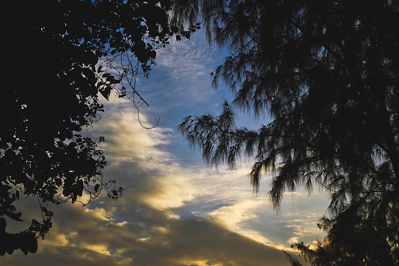 low angle view of silhouette trees against sunset