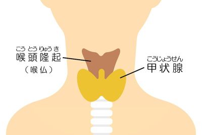甲状腺的结构。